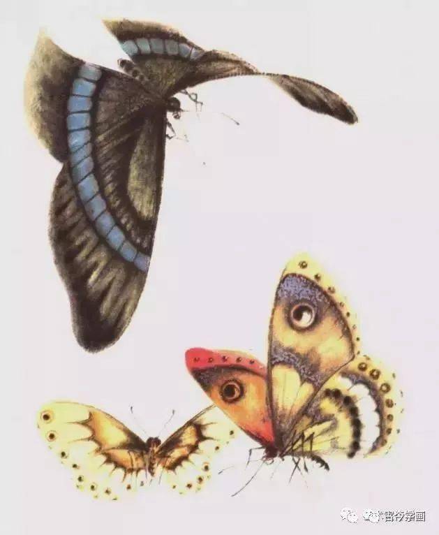 工笔没骨蝴蝶千姿百态画蝴蝶不用愁了