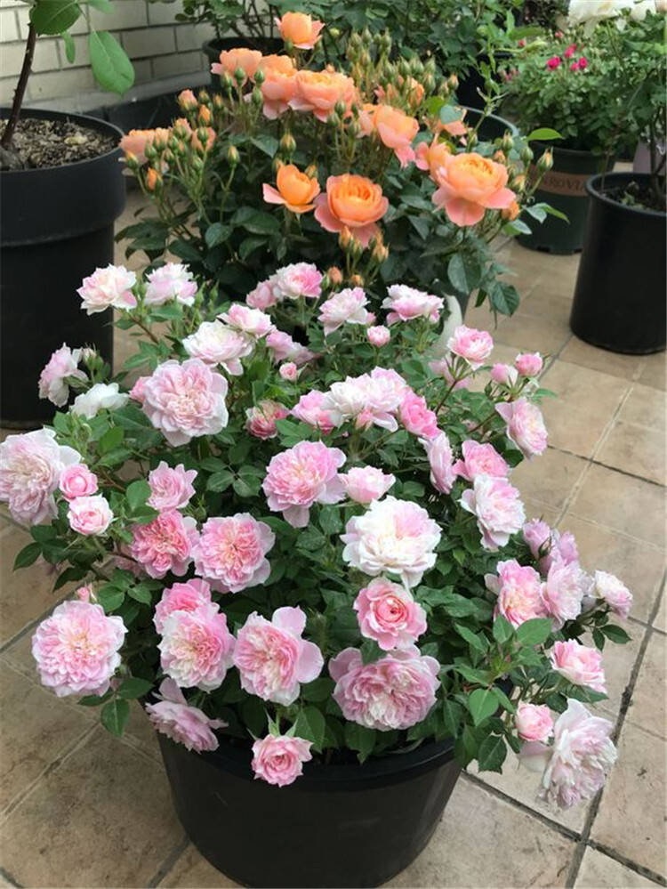 幸福之门经典条纹月季超级好看