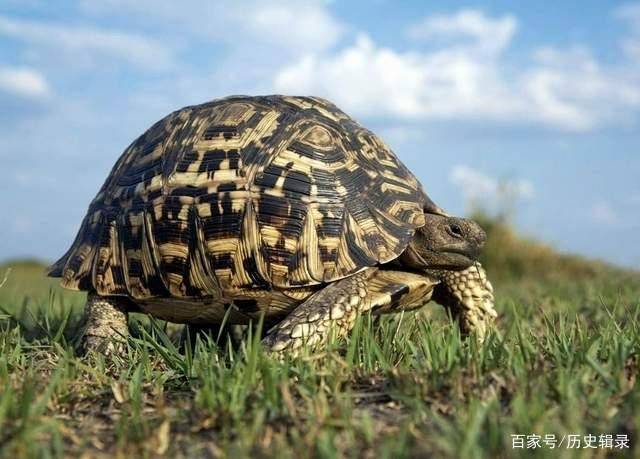 清朝出生熬死三個飼養員,一生未曾交配過_亞達_象龜_壽命