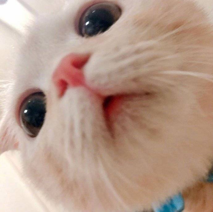 小猫咪怼脸照真的是任何角度都无限的可爱鸭