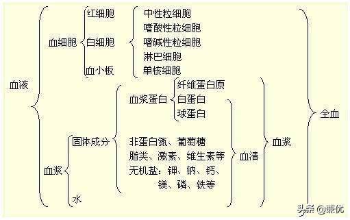 初一血液思维导图图片