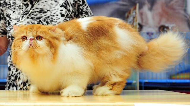 猫咪一直咕噜咕噜的声音是什么意思 1b3b642970834b1c957983822c8946a9.jpeg