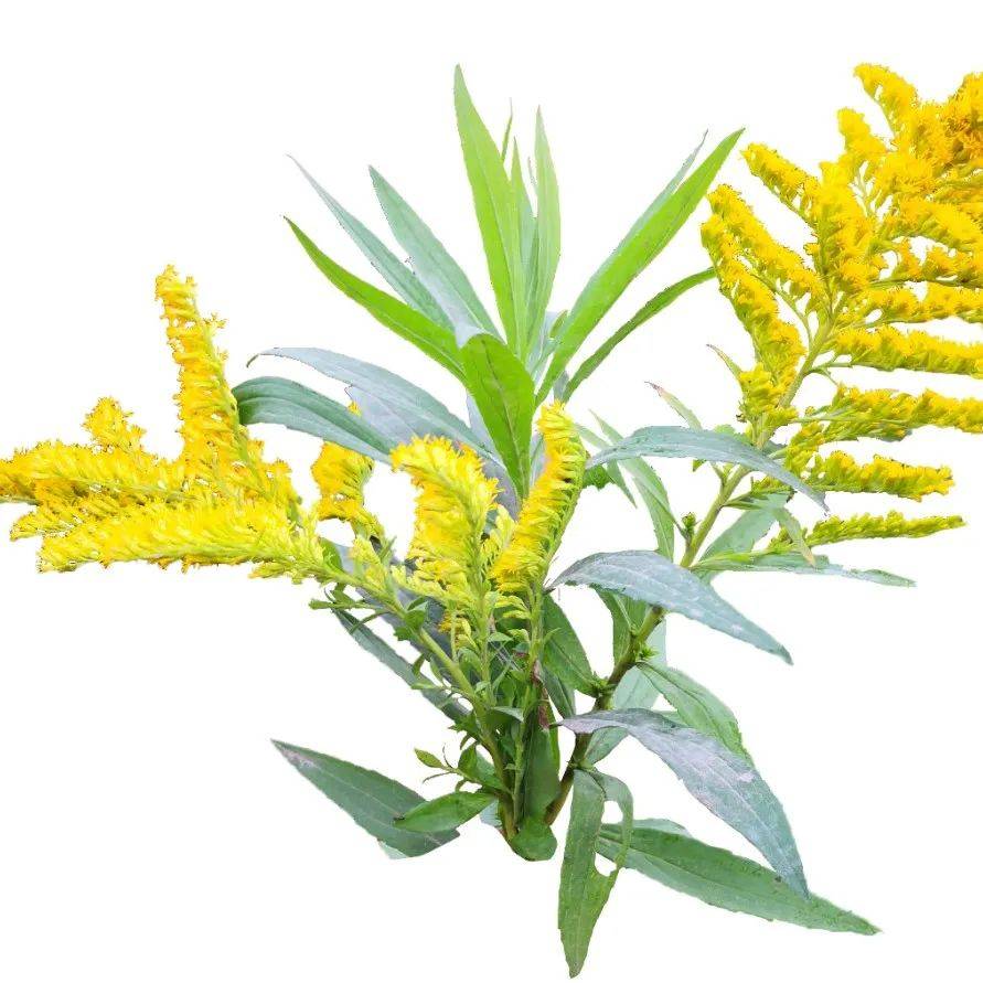 加拿大一枝黄花简介及防除方法_种子_hm_花序