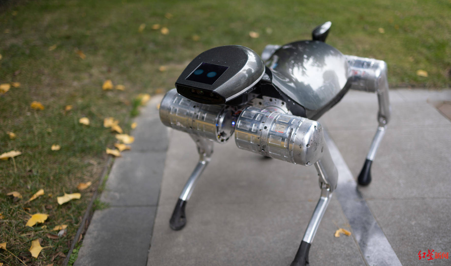 记者实遛机器狗能舞能唱步态略僵成功引起围观