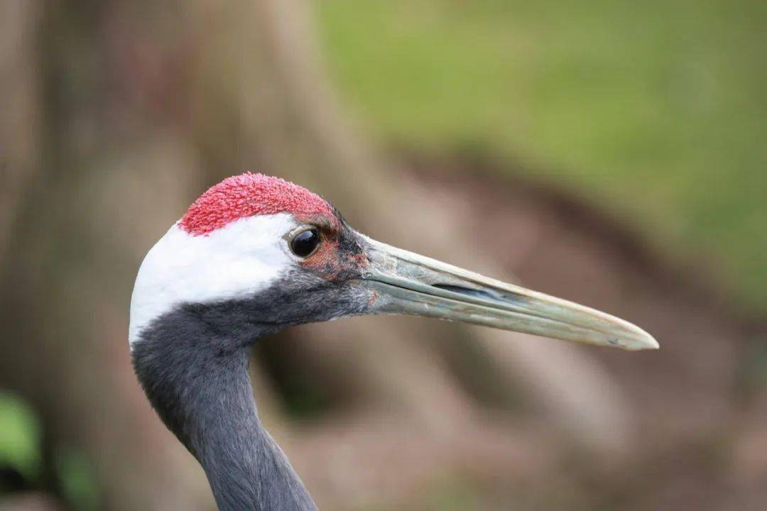 你见过吗?_丹顶鹤_游园_游客