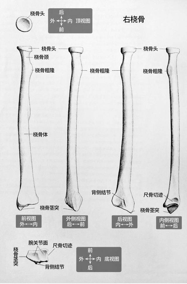 手臂单骨双骨图解图片