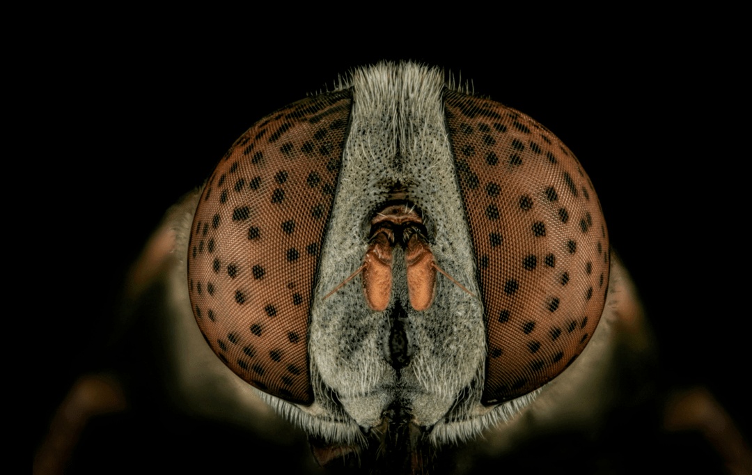 昆虫高清大头照