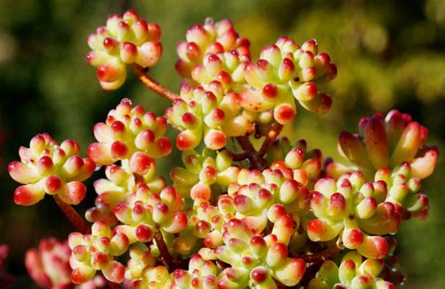 养多肉虹之玉和乙女心,做到4点并注意2点,冬天上色既水灵又好看_叶片