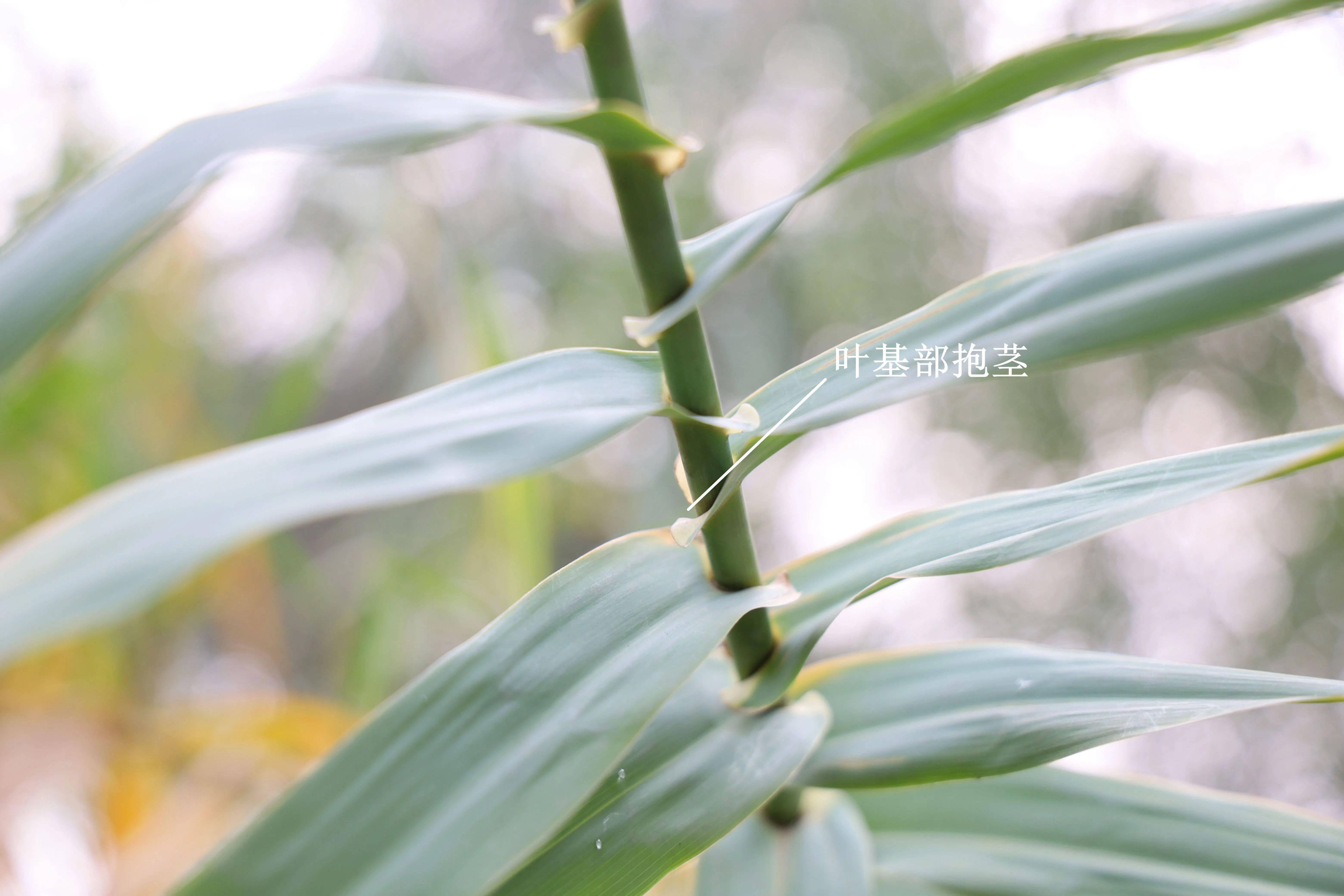 芦荻花_芦竹和_花序