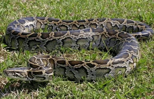 在龍川這16種常見珍稀瀕危野生動物你都見過嗎