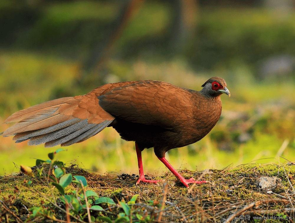 龙川16种常见珍稀濒危野生动物,你有幸见过吗?_保护_别名_国家