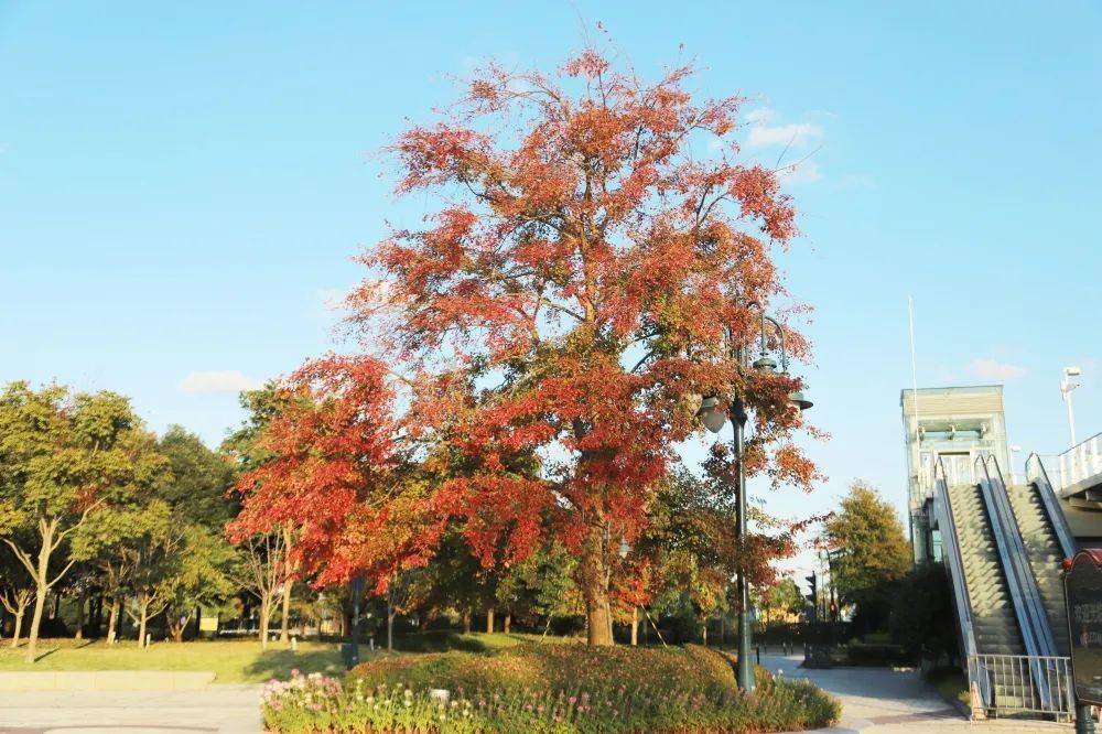 枫香树北美枫香美国红枫三角枫如何枫得清