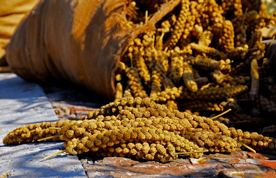 小米是什么季节收获 f270d0edbfaf4d909504fc157aa3e70c.png