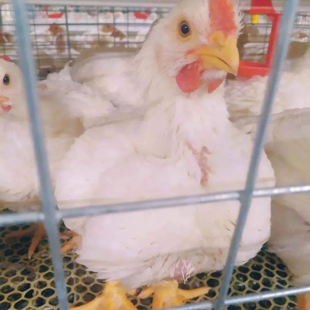 加强种鸡管理 提高雏鸡质量--山西大禹生物工程股份有限公司