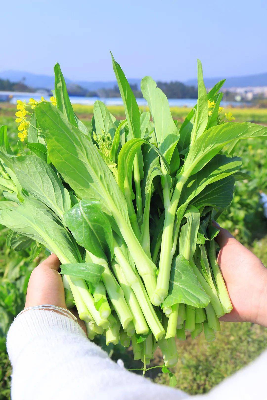 菜心节1元购!新鲜现摘看得见,还有多种蔬果等你选!_韶关_沃土_活动