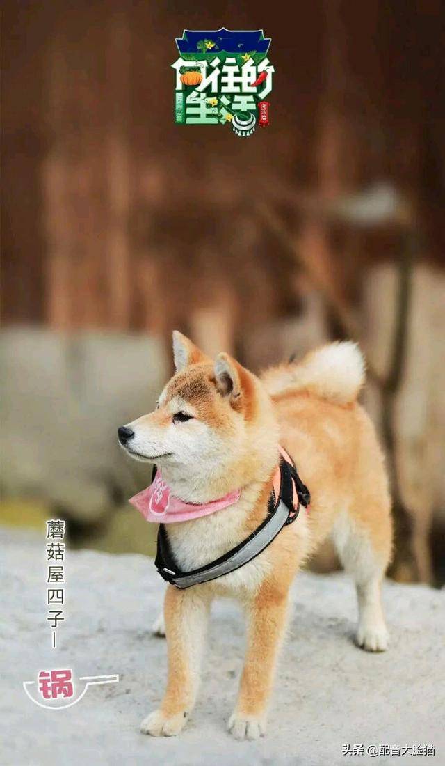 向往的生活第三季锅碗瓢盆_柴犬小_那只集_毛都没