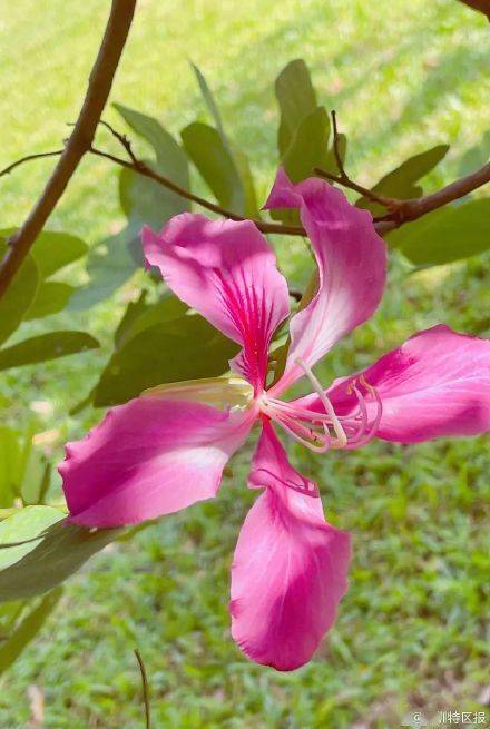 花历|深圳12月花历出炉