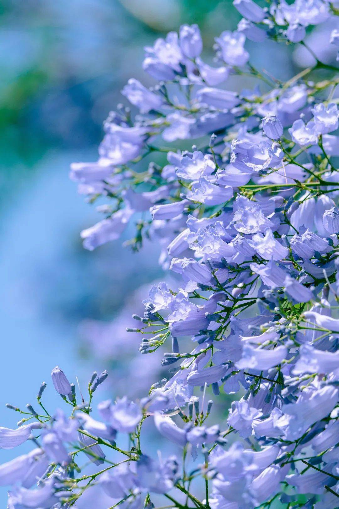 海棠_牡丹花_公园