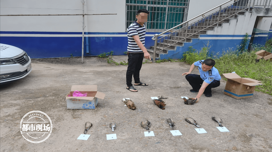 两男子嘴馋想吃野味买来气枪打鸟最后肠子都悔青了