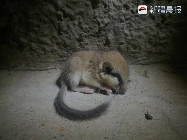 富蕴县发现罕见林睡鼠被转移途中仍在睡觉