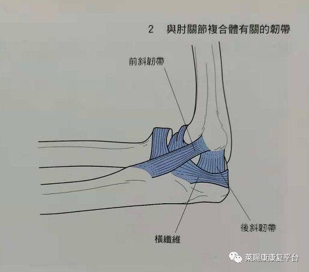 基础触诊教学:肘关节复合体有关的韧带
