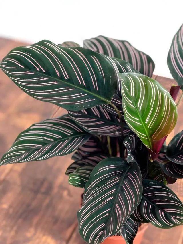 8种叶子长满条纹的观叶植物很小众的室内绿植颜值可真不低
