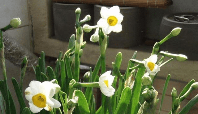 水仙花开完花就扔 太浪费了 做个 花后养护 明年继续赏花 栽培 根系 土壤