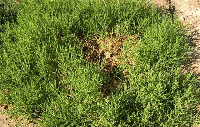 这种野草在西北随处可见,烧成灰后变成"宝",和牛肉面最搭配_甘肃兰州