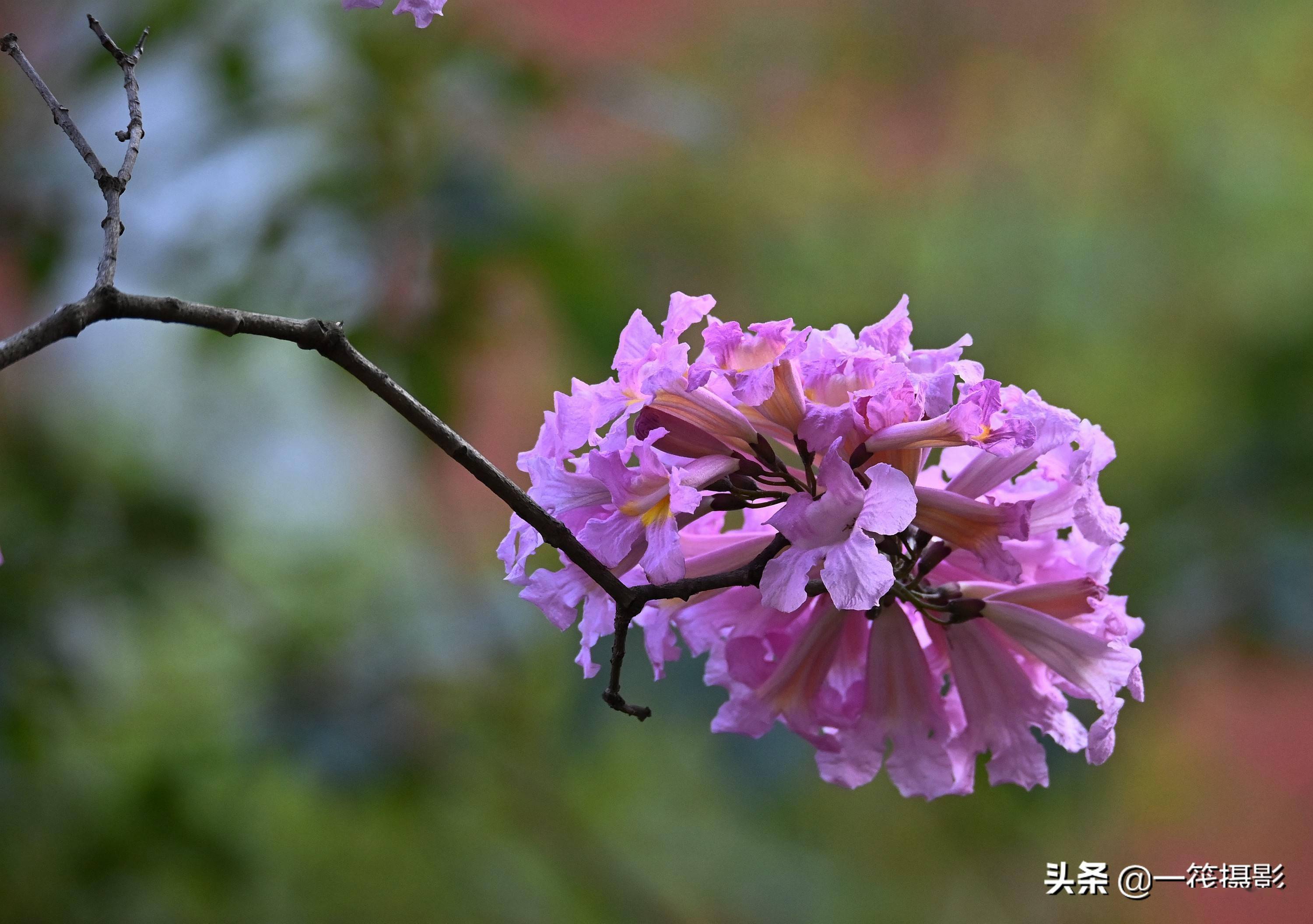 紫色风铃木花语图片