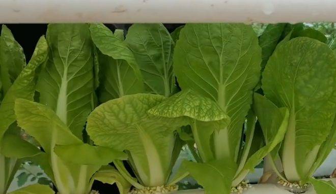 小白菜长势好不好 关键看4点 种植简单 产量高 进行 防治 土壤