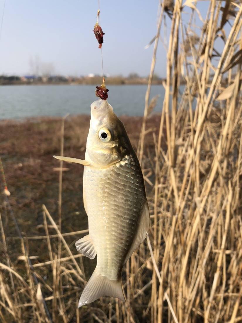 芦苇荡里钓鲫鱼,爆护根本不是问题