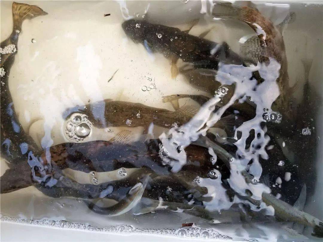 因它口大,自卫能力强,一旦被钩住以后它就把背上的十二条分水刺竖立