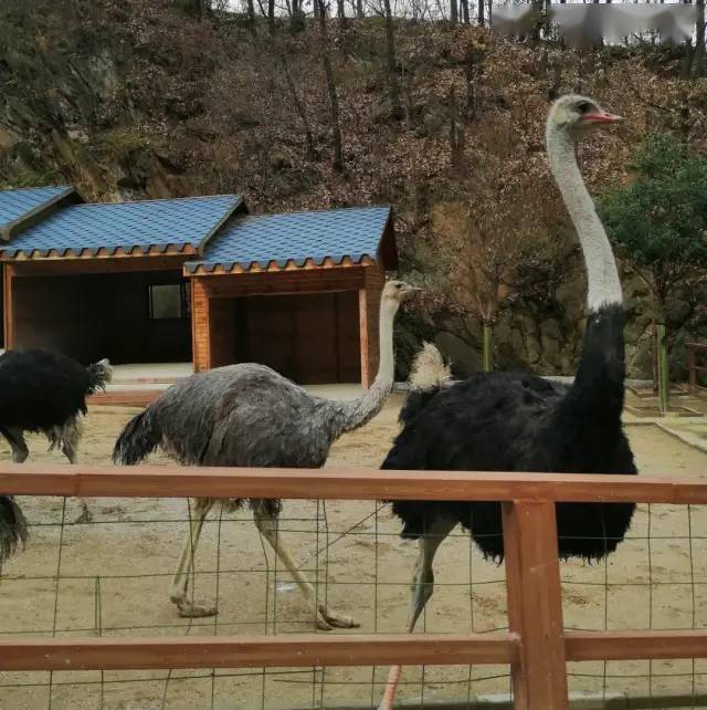 12月25號欒川野生動物園一日遊199元看熊貓玩老虎開心遊玩