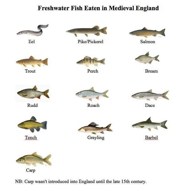 腌鳕鱼 一种改变了欧洲历史的食品 进行 鲱鱼 淡水鱼