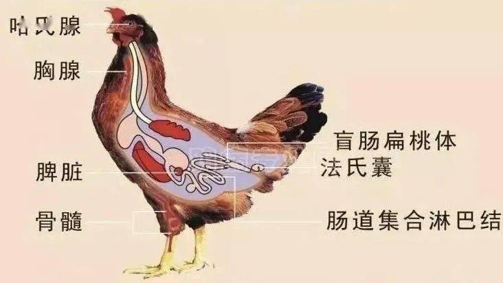 解读鸡的免疫系统_器官_淋巴_脾脏