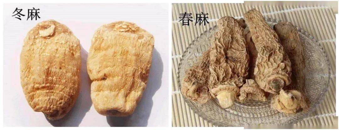 掌握这4个特征,教你轻松鉴别天麻_表面_药膳_植物