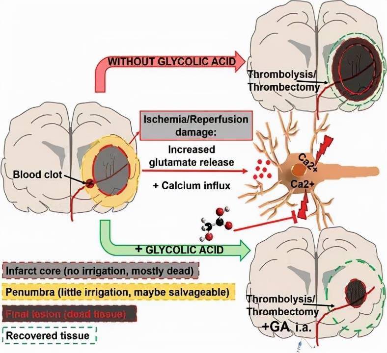 脑科学日报西南大学心理学发表时间知觉神经机制新研究