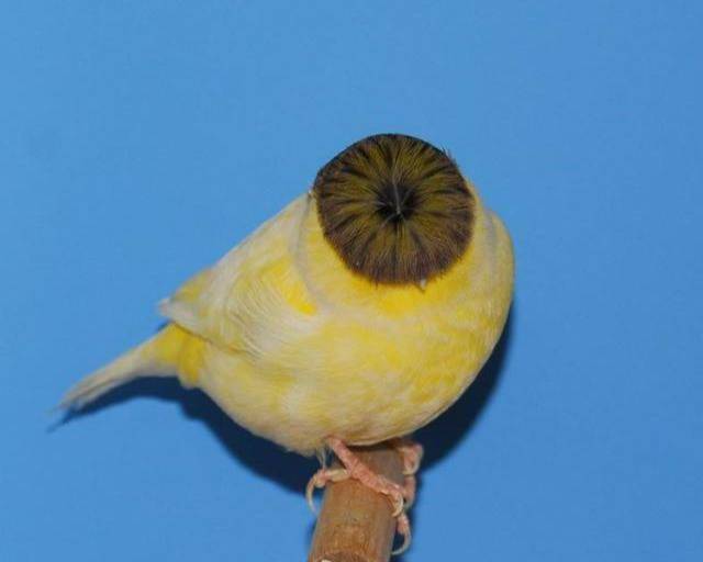 格鲁斯特芙蓉鸟繁殖图片