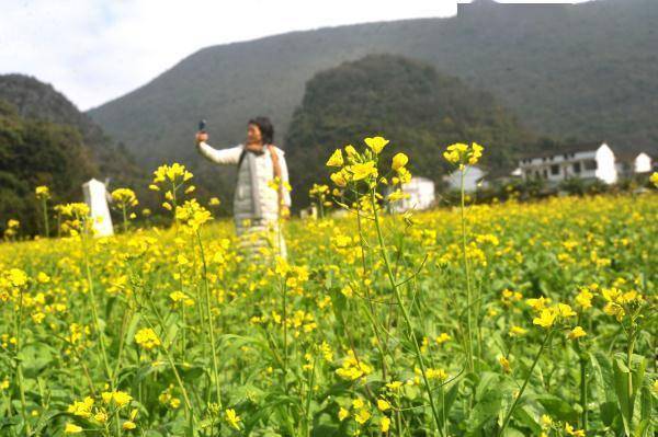 贵州|贵州兴义：初冬时节油菜花开