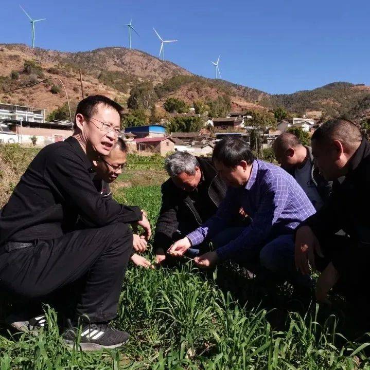 中国工程院院士康振生检查指导会理农作物绿色防控工作_石榴_小麦_一行