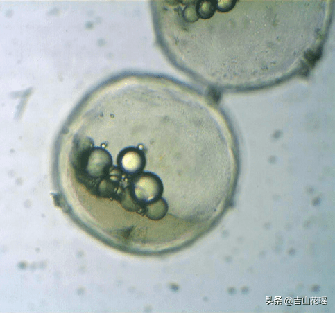 仔鱼3日龄口裂张开,4日龄肠道完善,开始摄食小型轮虫,5日龄时卵黄囊