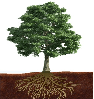 根际土壤 小心脏 大功能 根系 二氧化碳 植物