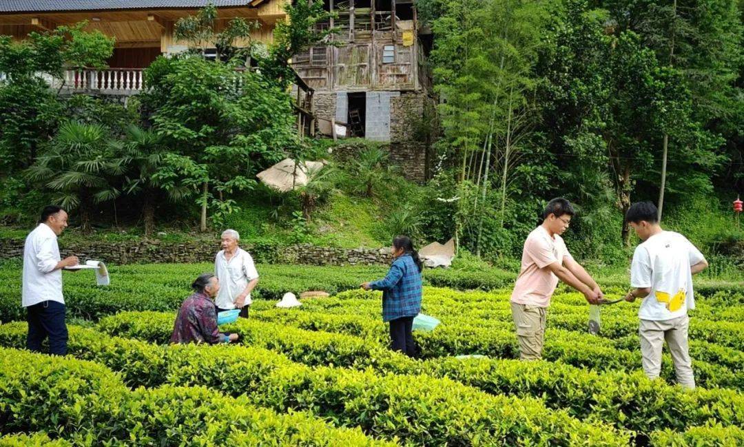 茶叶|一块块金字招牌的背后,竟是……