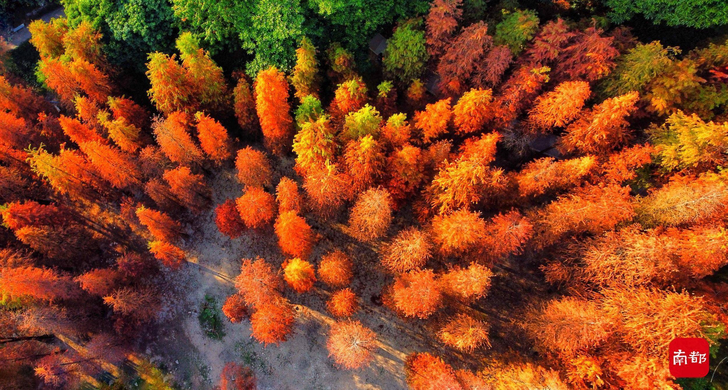 粉色|组图：广东秋色超长待机，近日多地红透，越冷越燃