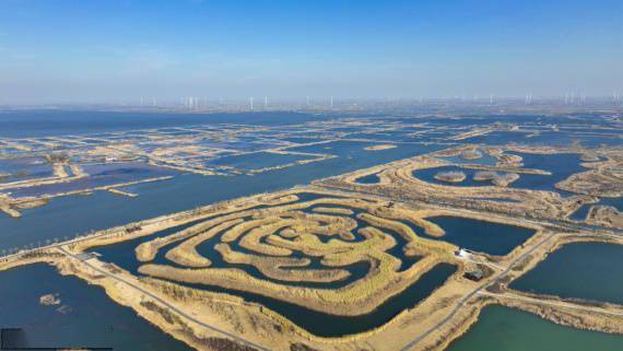 生物|江苏淮安：俯瞰白马湖湿地