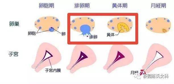 月经期子宫变化图图片