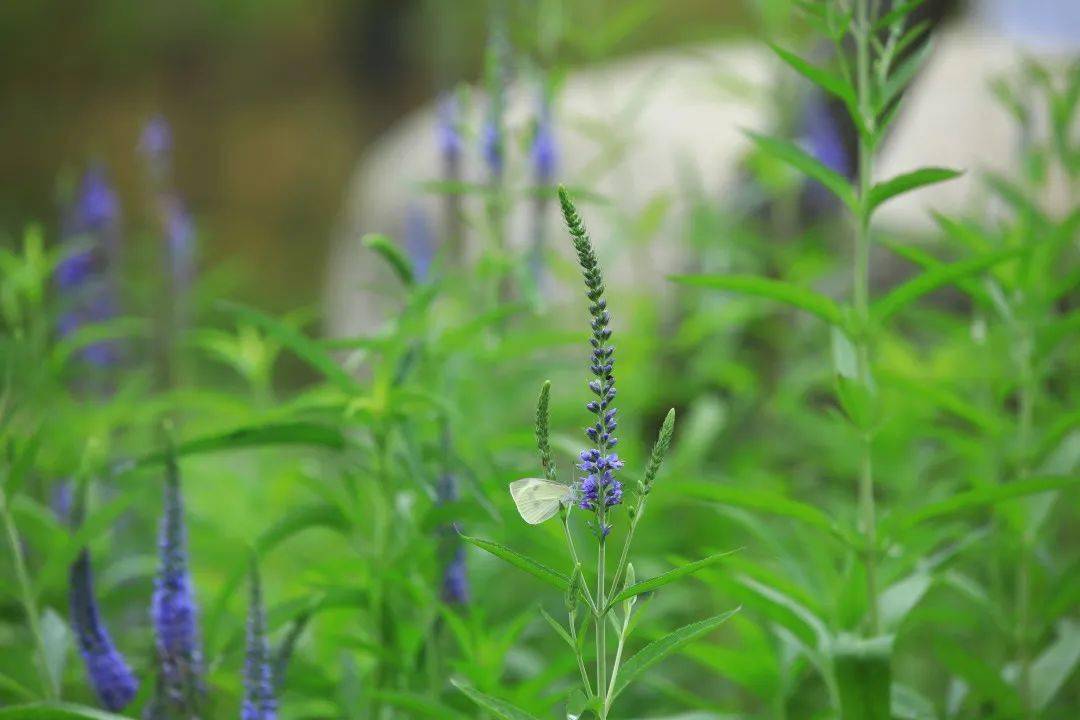 中医药草养生之家(中草药养生配方大全)