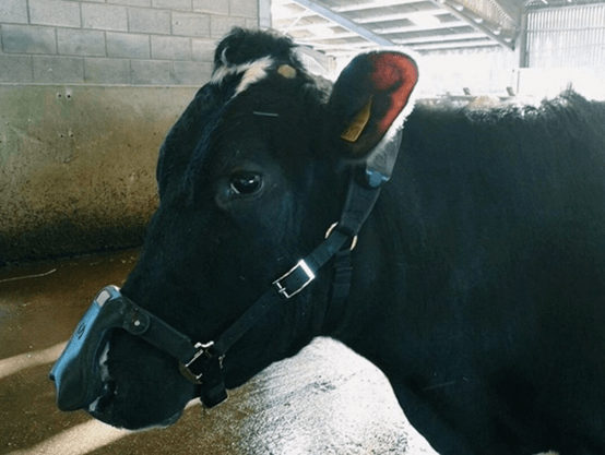 为了防止温室效应美国企图禁止奶牛放屁