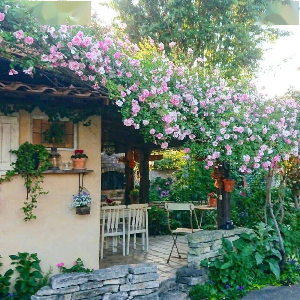 一院花墙开生活就应如此美好