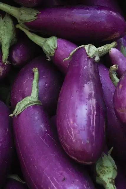 紫色蕹菜图片